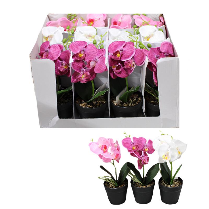 12 Asst Orchids/Display Box