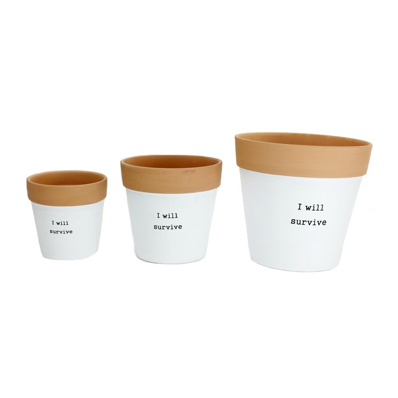 Set of 3 I Will Survive Plante